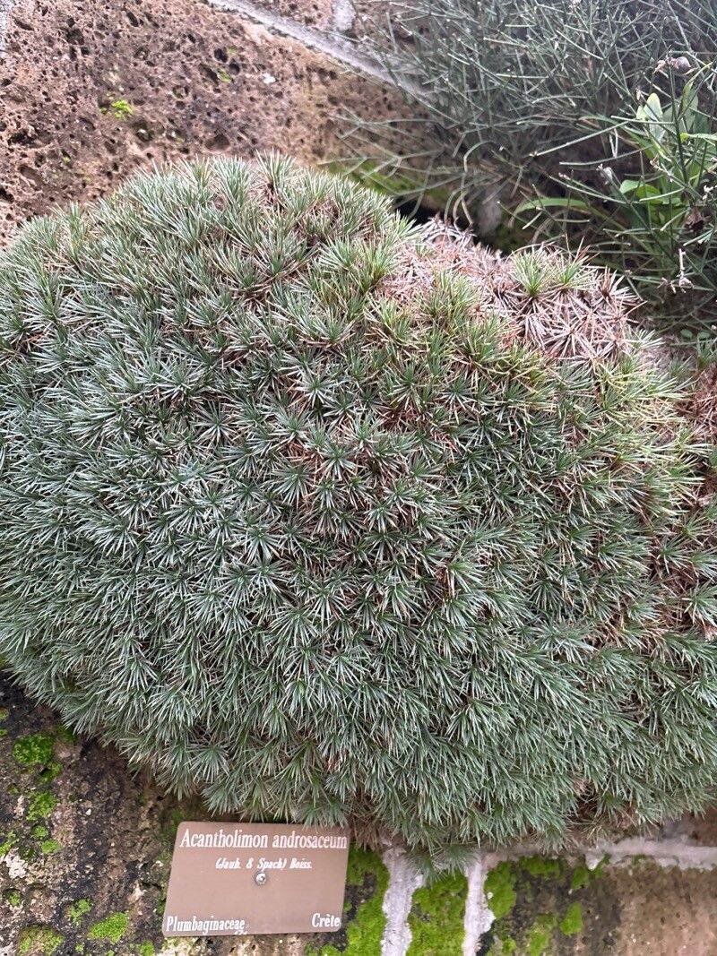 Acantholimon androsaceum — related species from the same genus