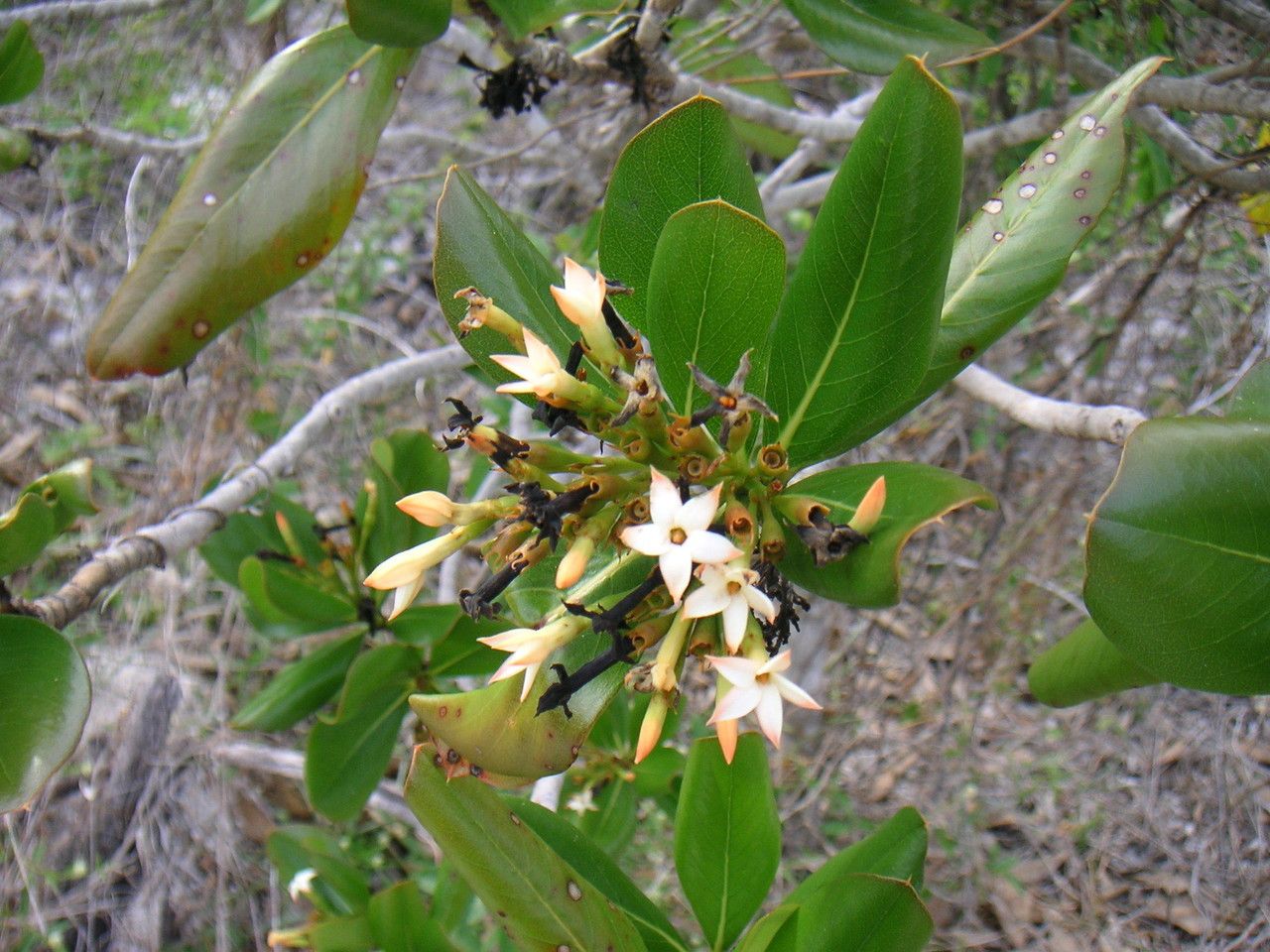Casasia clusiifolia flower