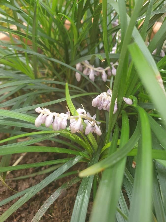 Ophiopogon intermedius flower