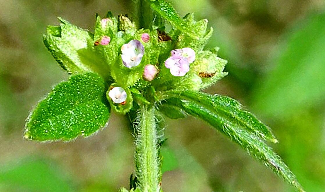 Condea undulata — houseplant care guide