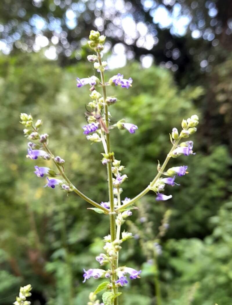 Cantinoa mutabilis flower