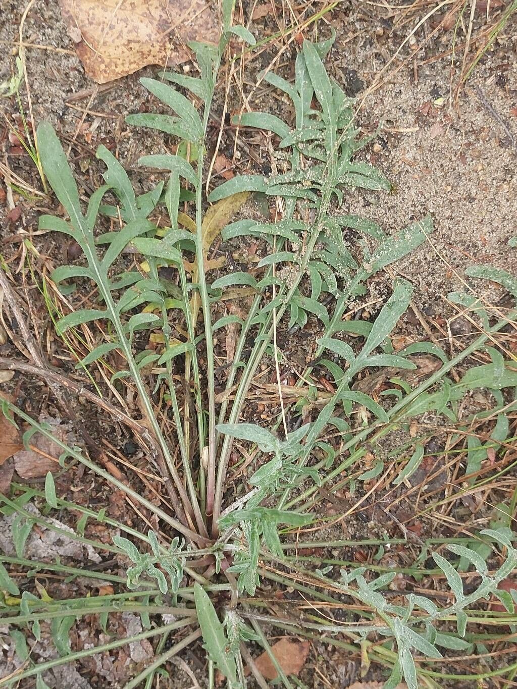 Centaurea borysthenica — houseplant care guide