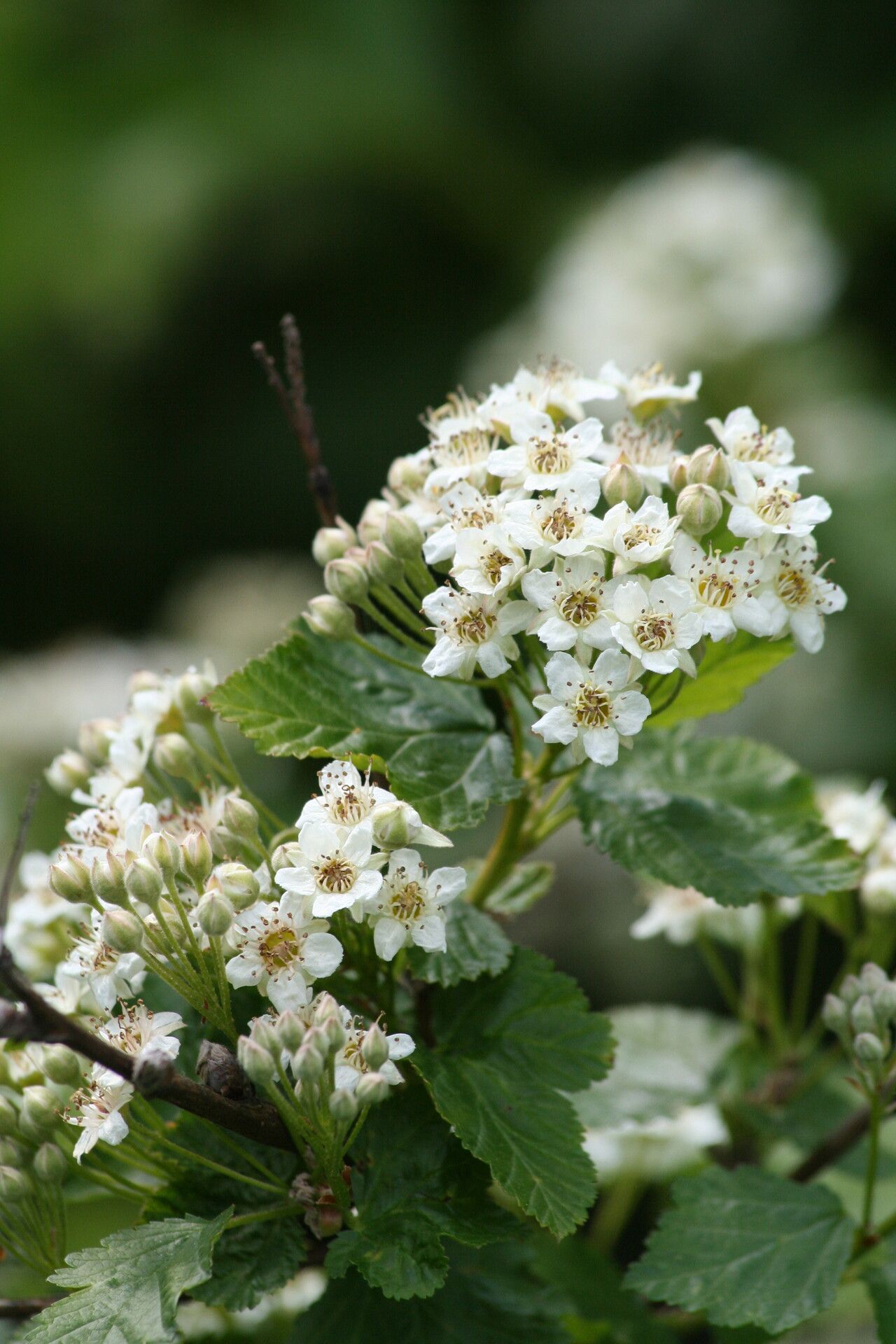 Physocarpus monogynus flower