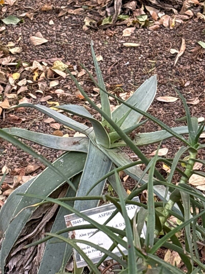Aloe prinslooi leaf