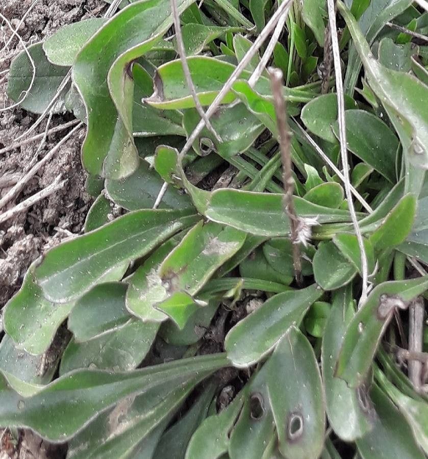 Globularia vulgaris — search result for 'France'