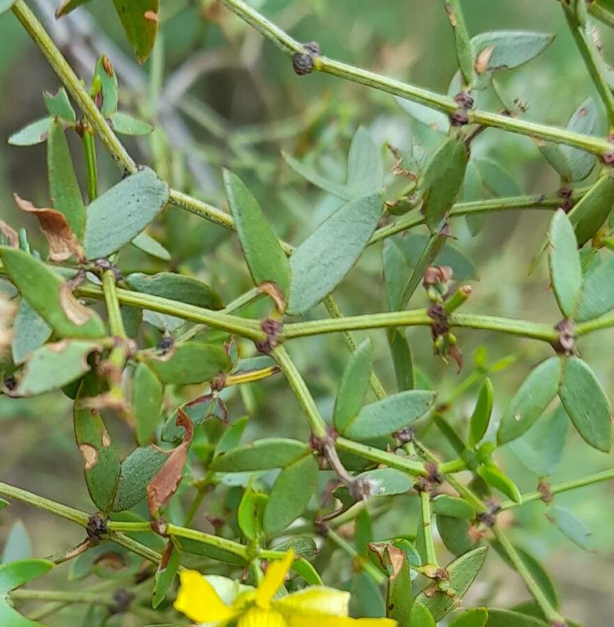 Larrea divaricata leaf