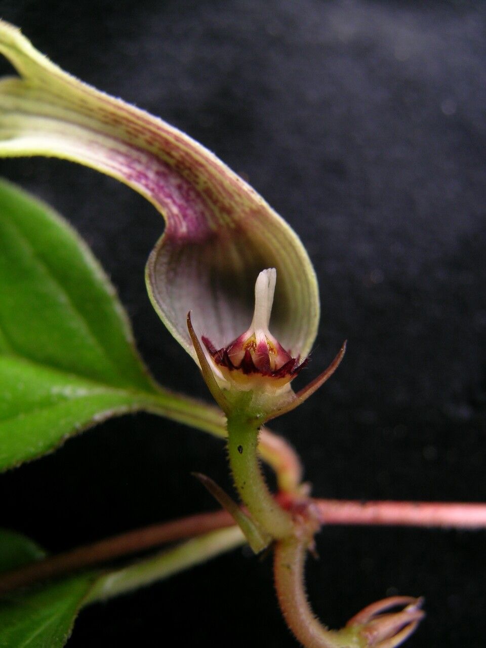 Ceropegia macrantha — search result for 'Ceropegia'