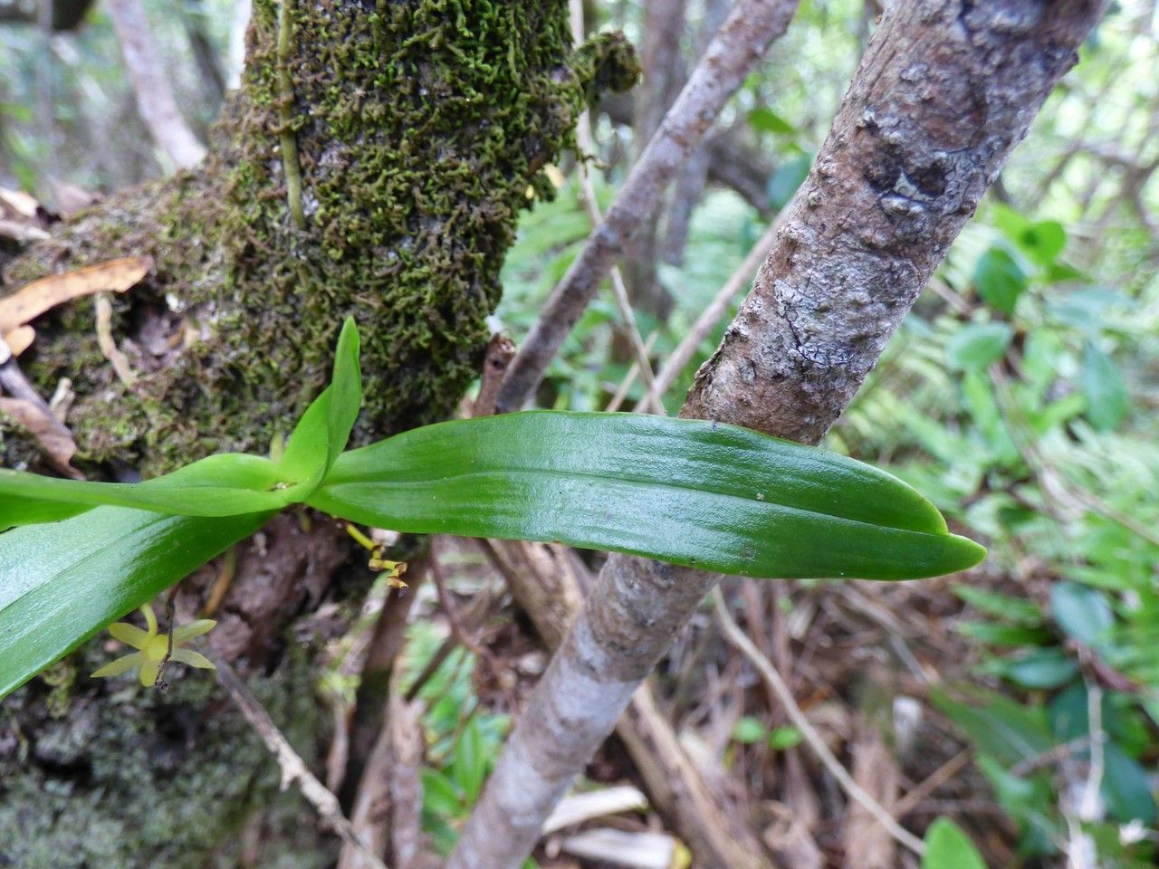 Angraecum zeylanicum — houseplant care guide