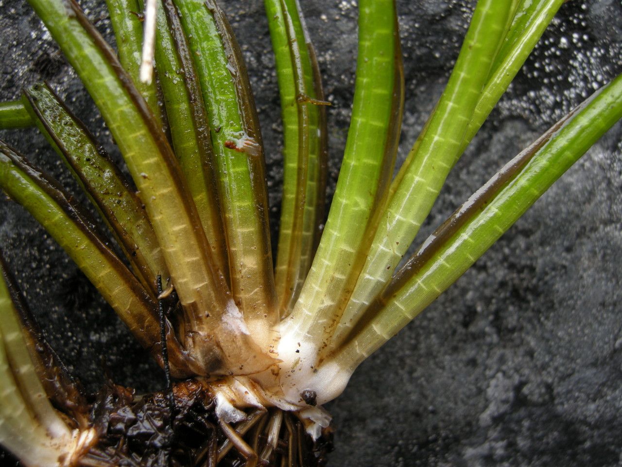 Isoetes lechleri — search result for 'Isoetes'