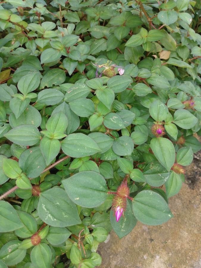 Heterotis rotundifolia leaf