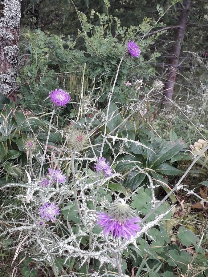 Galactites tomentosa habit