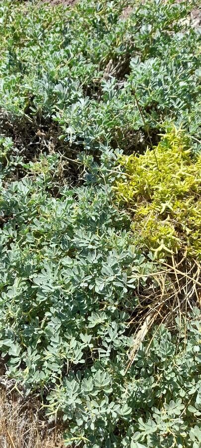 Adesmia aegiceras habit