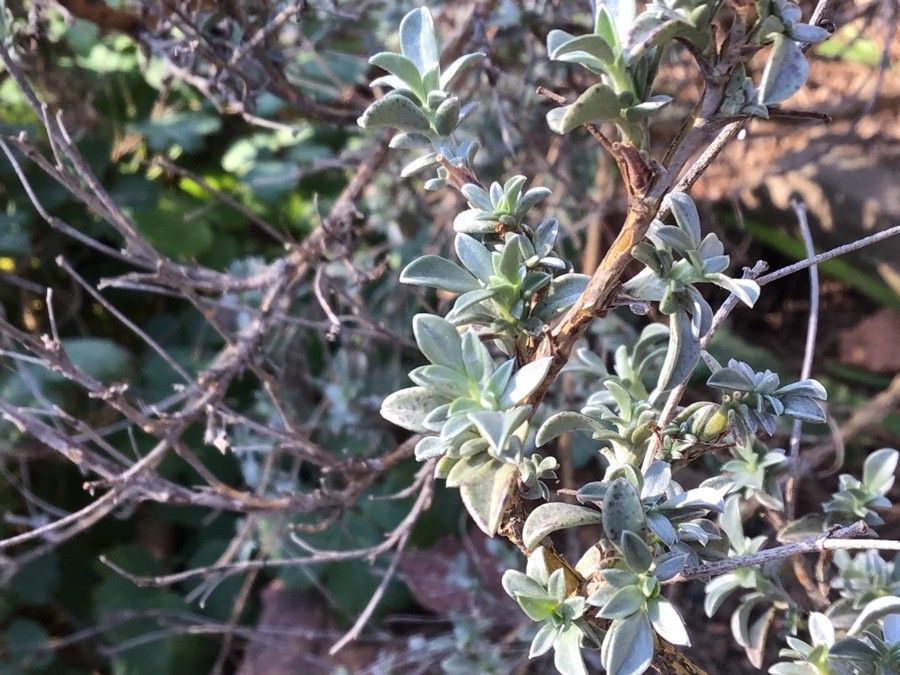 Anthyllis lagascana — search result for 'Anthyllis'