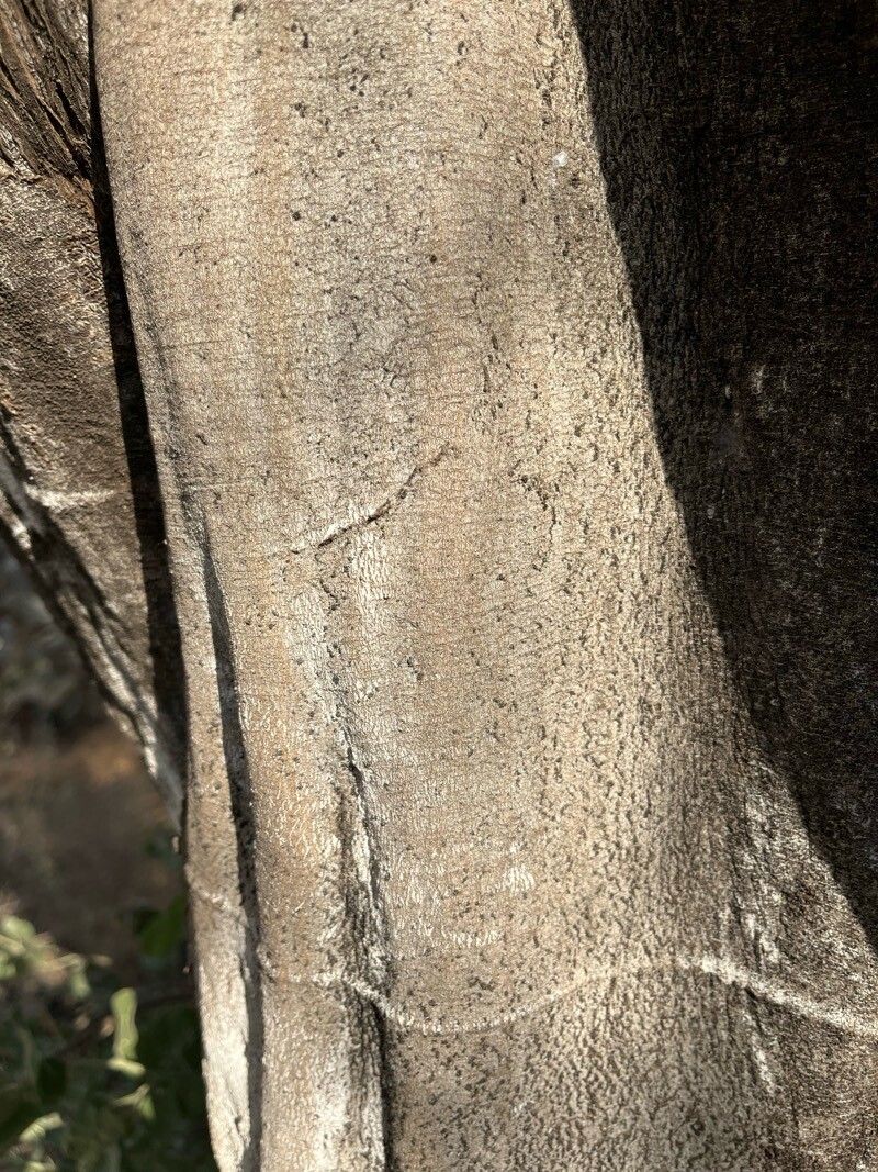 Cadaba linearifolia bark