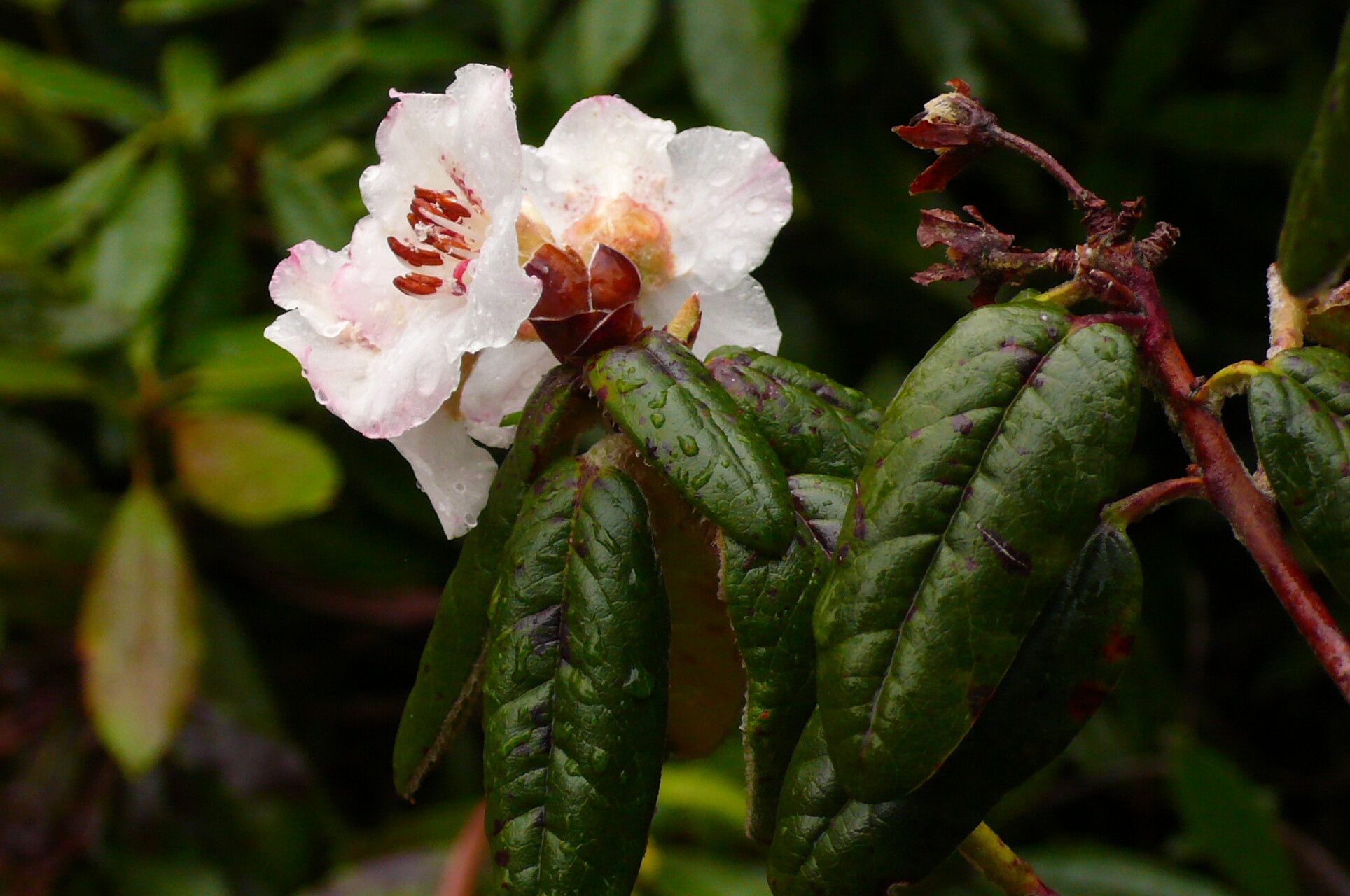 Rhododendron pendulum — houseplant care guide