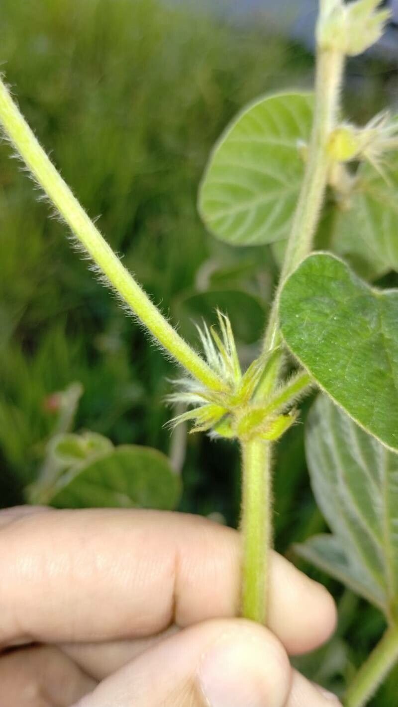 Macroptilium erythroloma other