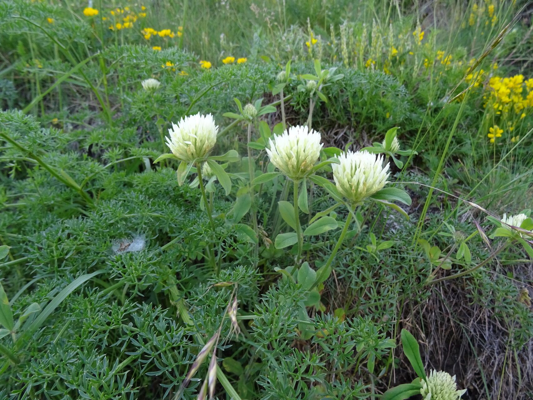 Trifolium canescens flower