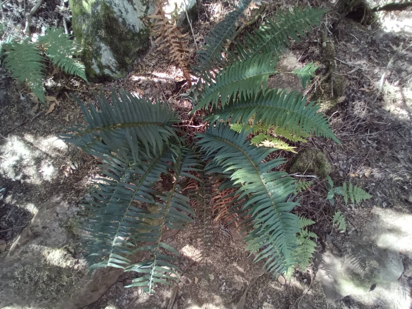 Polystichum falcinellum habit