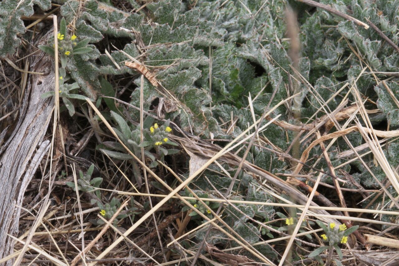 Alyssum minutum leaf