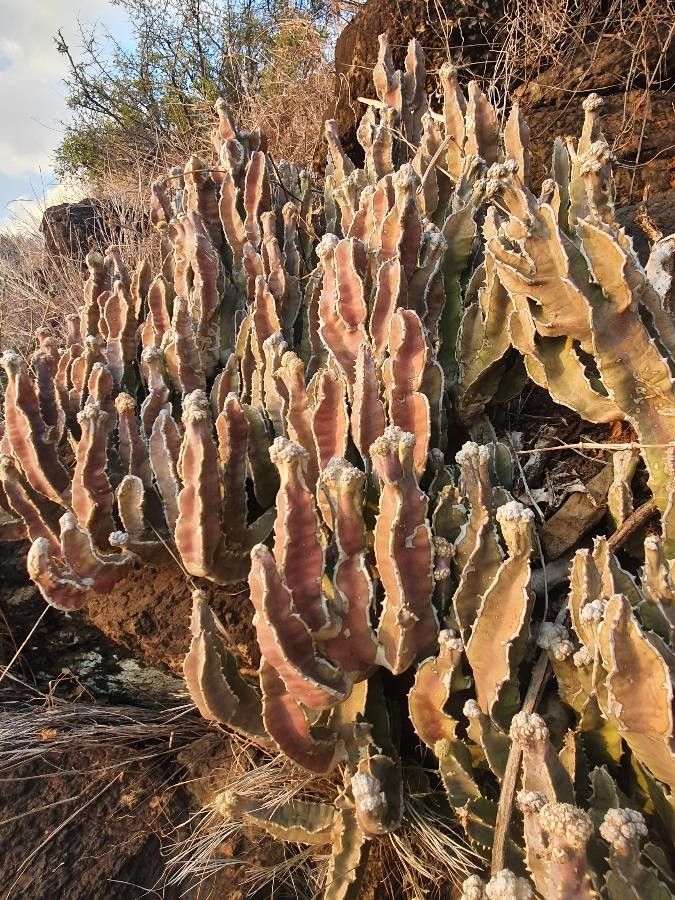 Desmidorchis foetida bark
