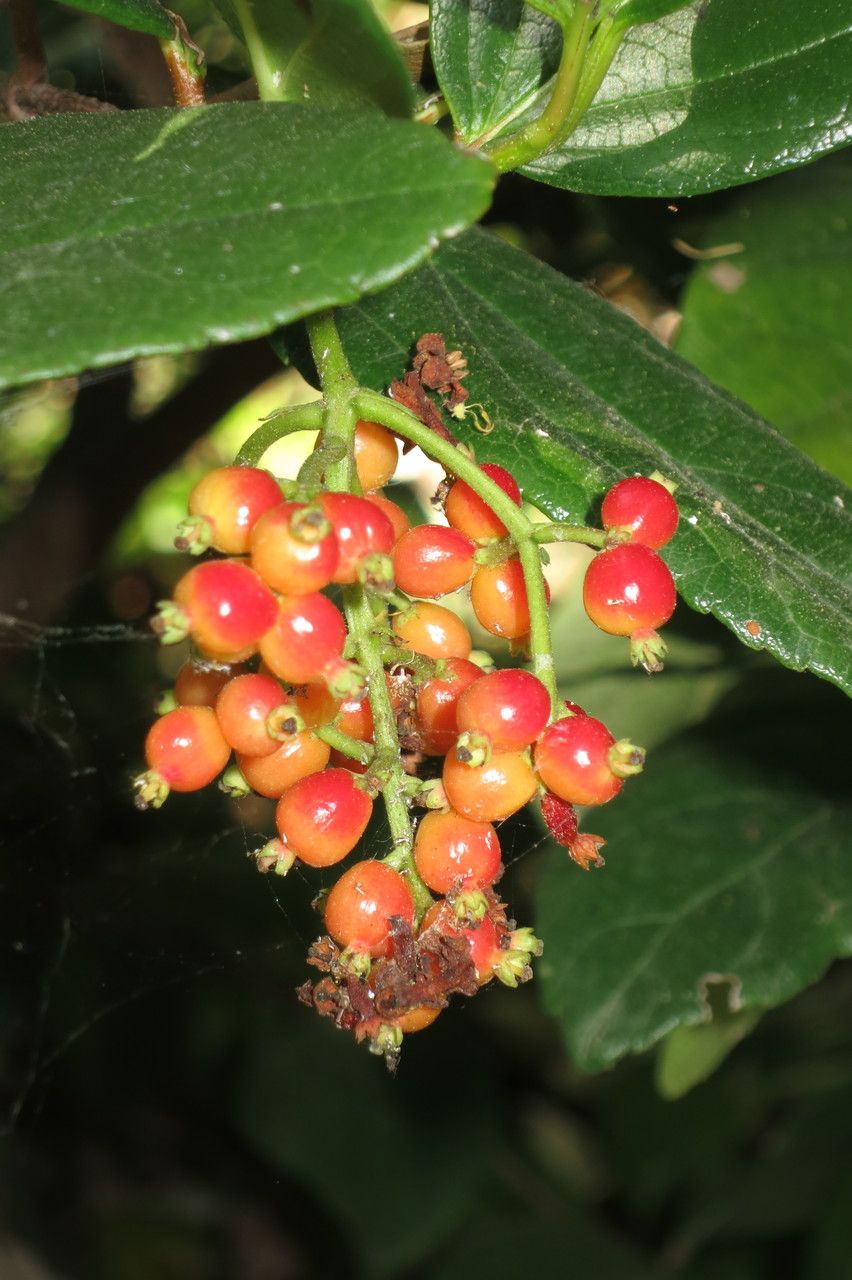 Viburnum suspensum fruit