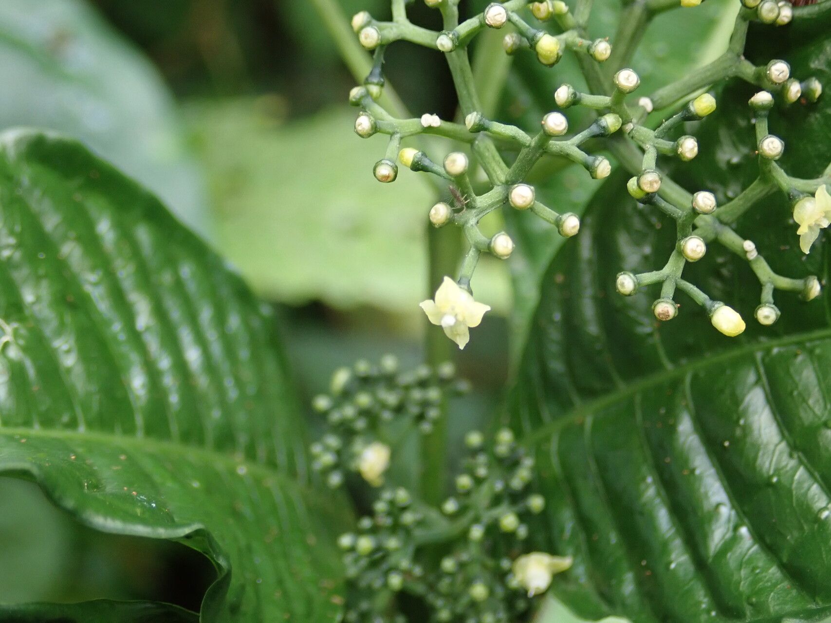 Psychotria leptophylla flower