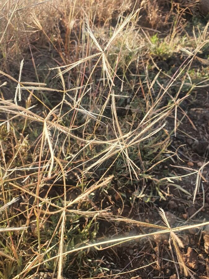 Chloris pycnothrix flower