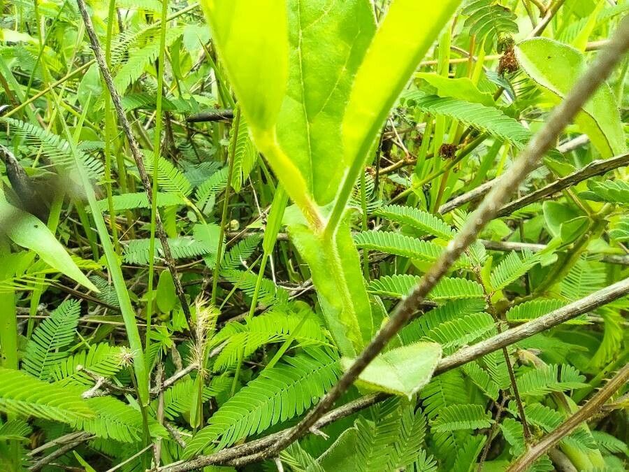 Crotalaria alata bark