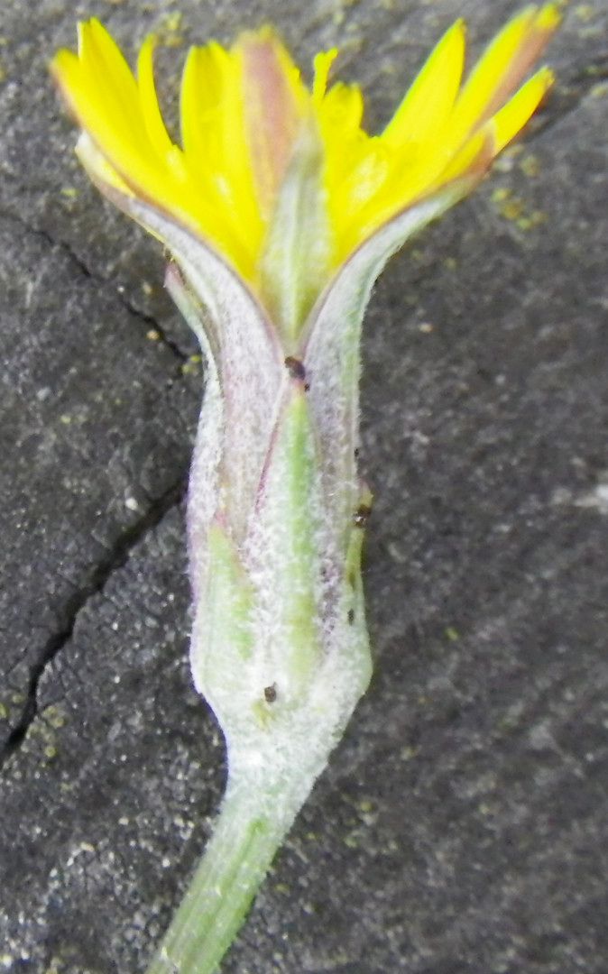 Scorzonera parviflora flower