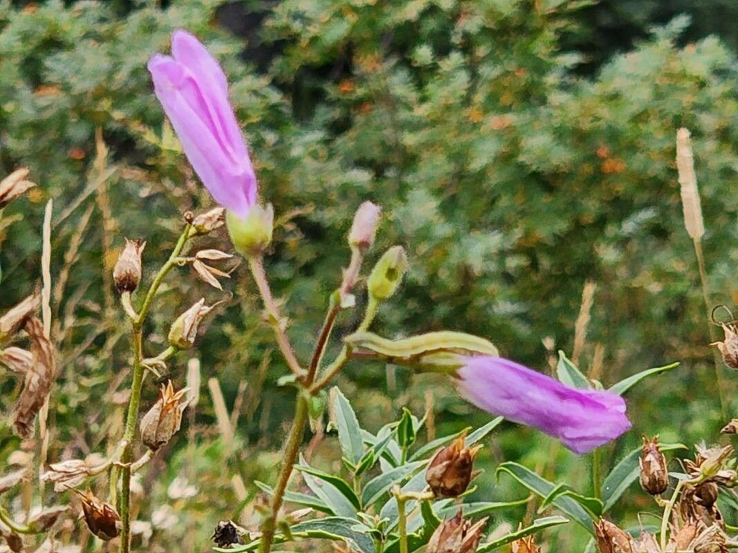 Penstemon lyallii flower