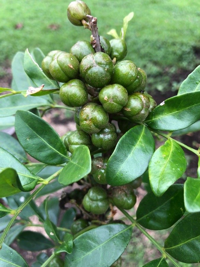 Trichilia havanensis fruit