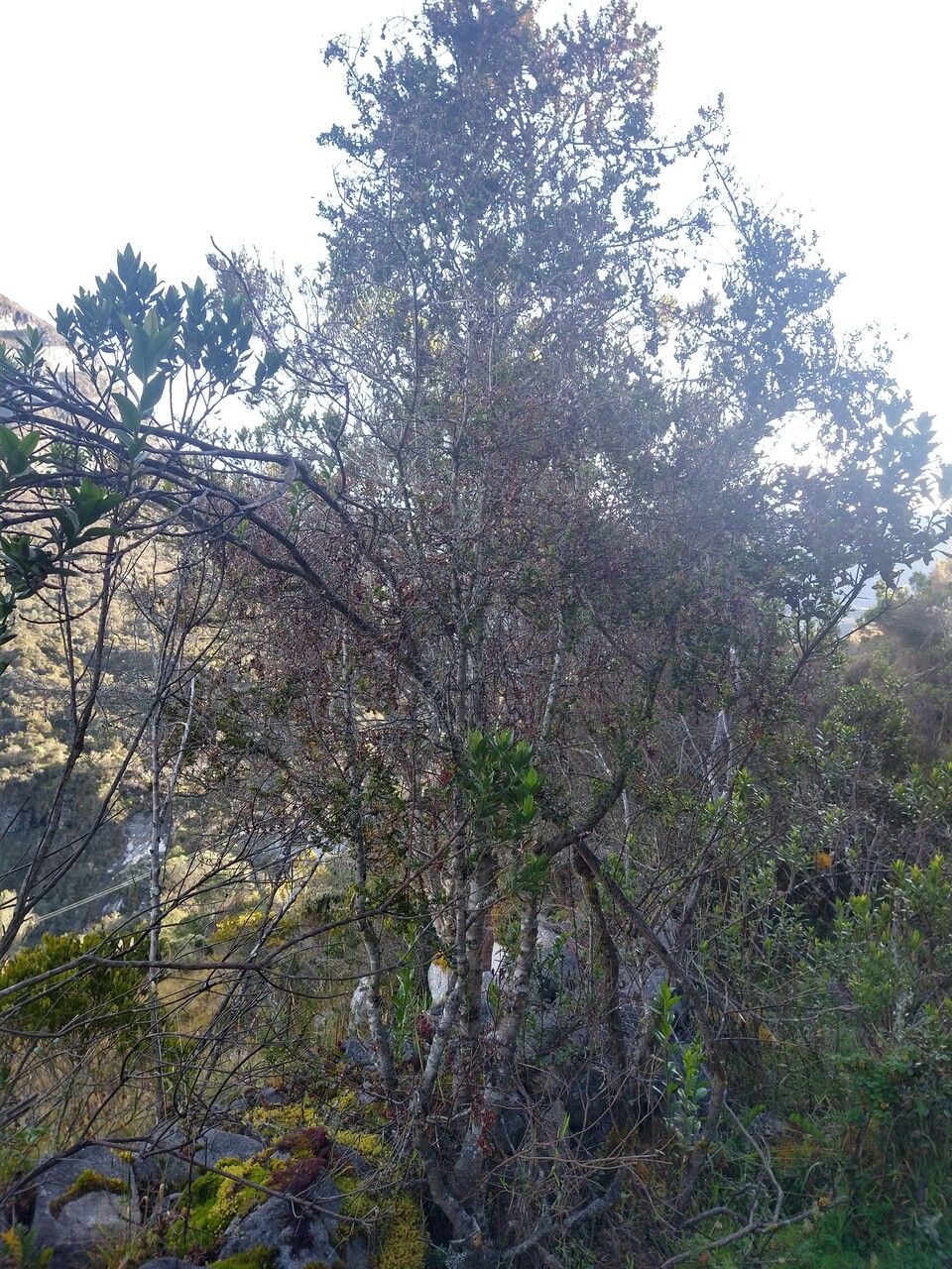 Myrsine dependens habit