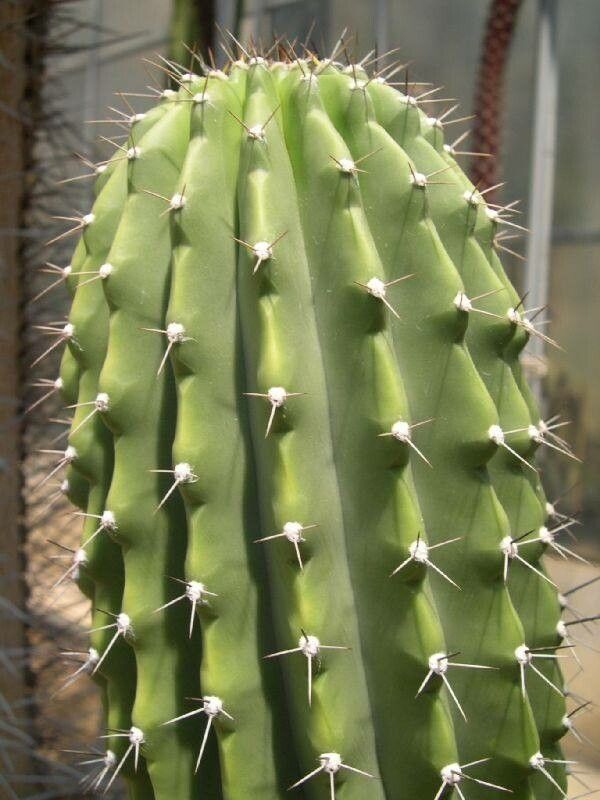 Cephalocereus scoparius