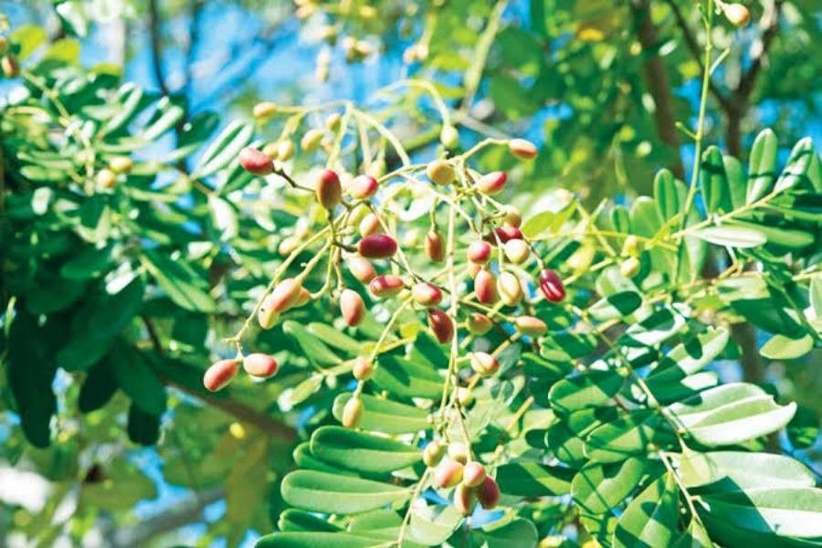 Simarouba glauca fruit