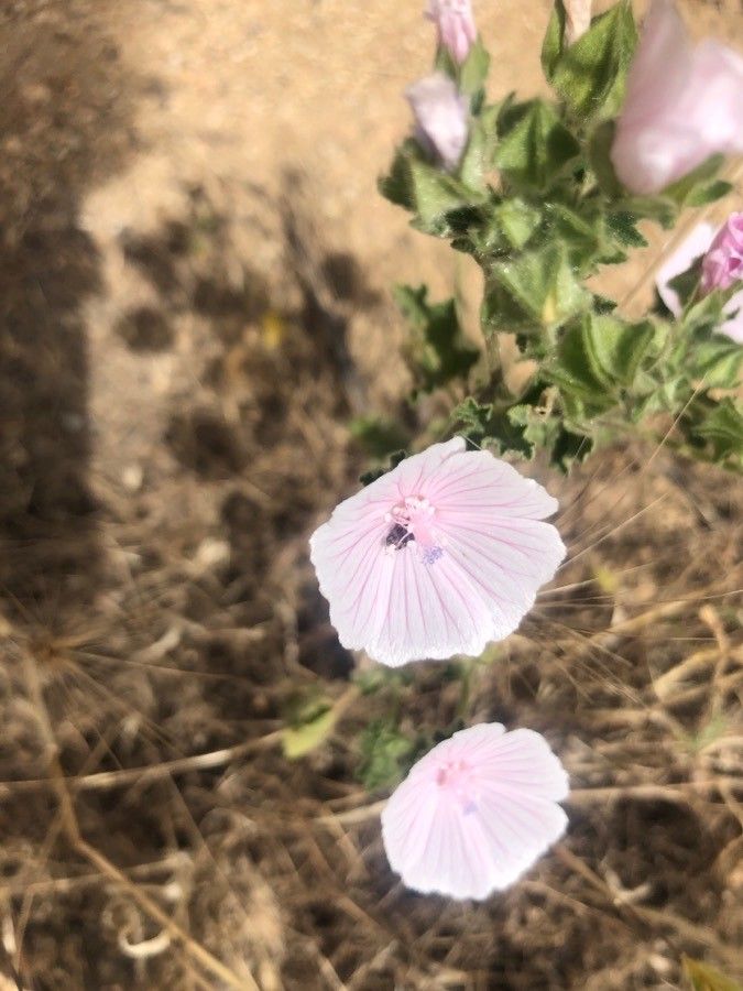 Malva hispanica flower