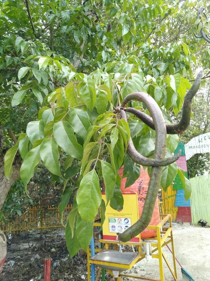 Dolichandrone spathacea leaf