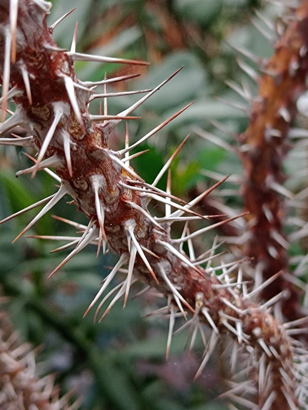 Euphorbia isaloensis bark