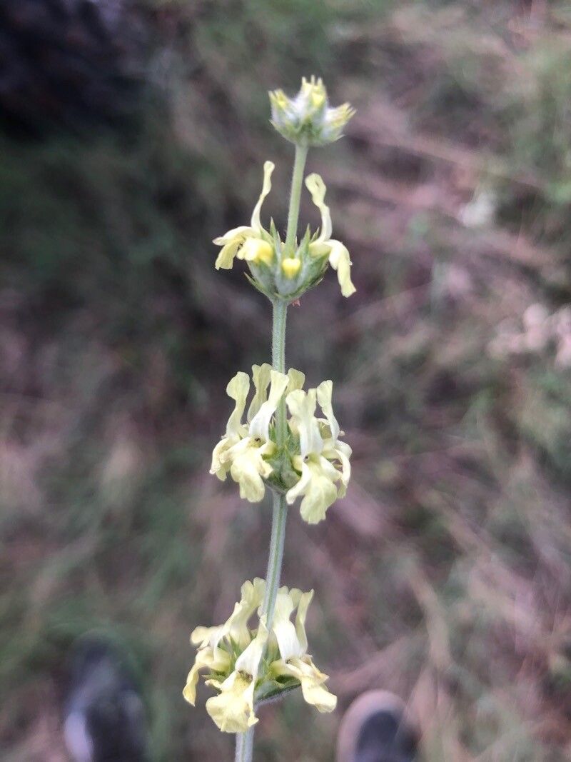 Sideritis incana flower