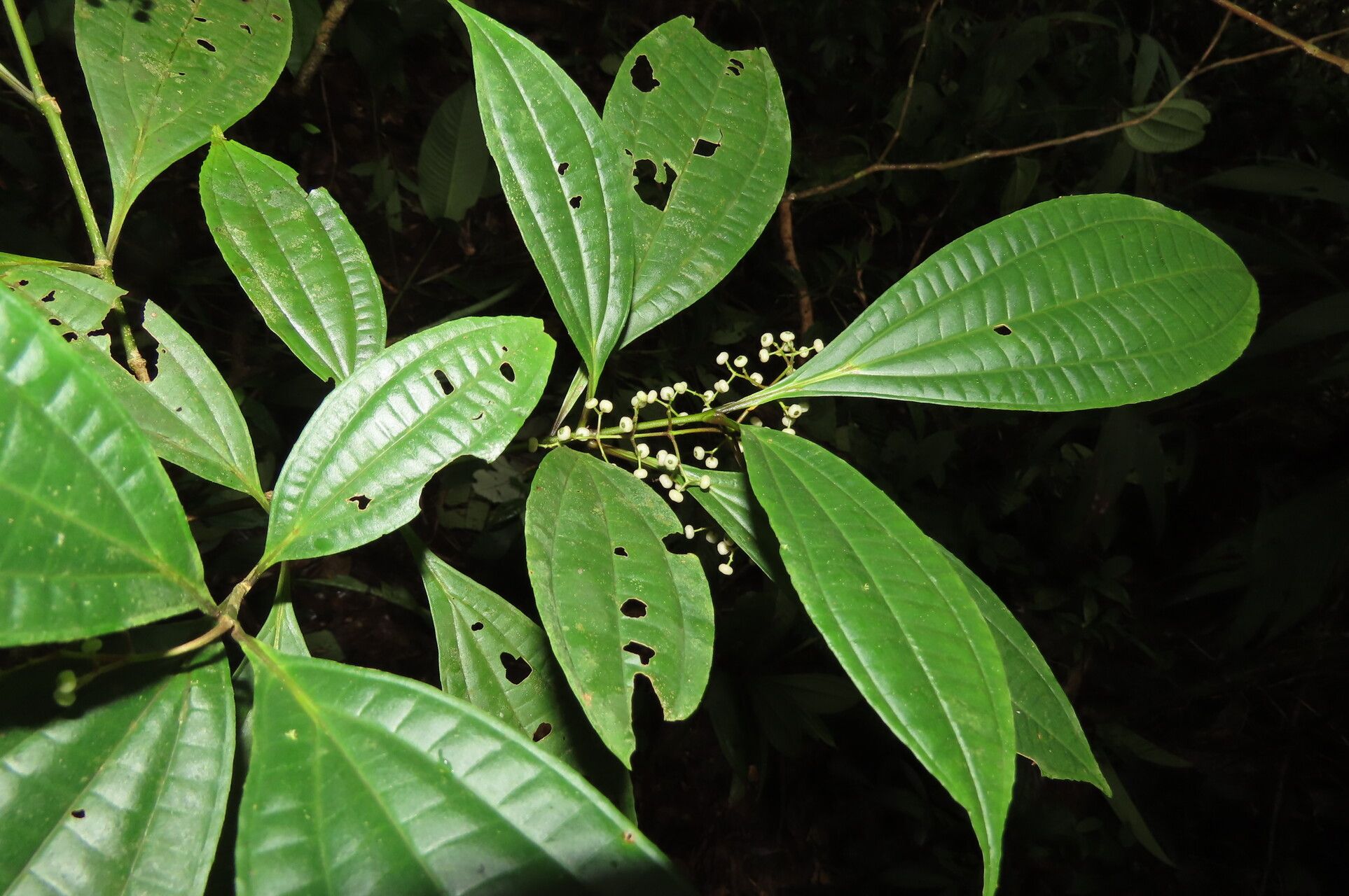 Miconia laxivenula leaf