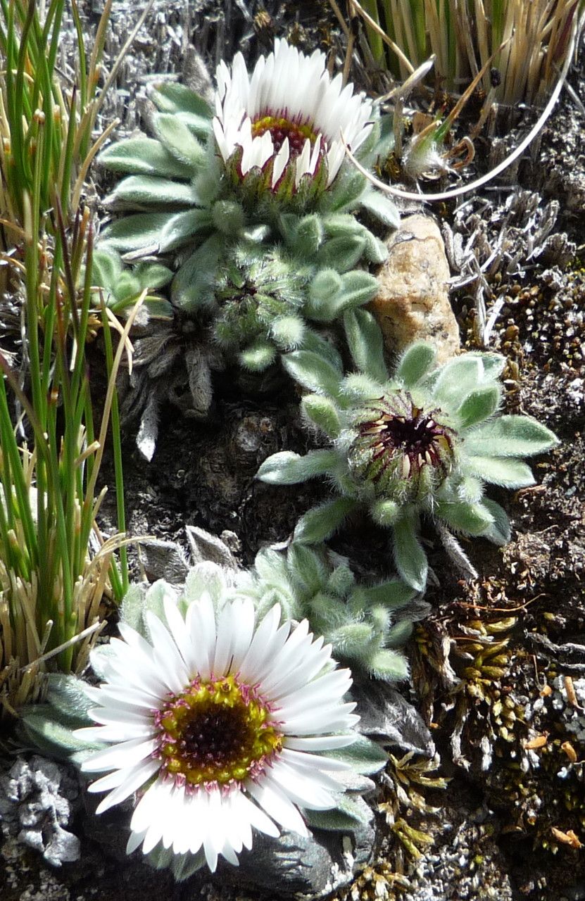 Erigeron rosulatus flower