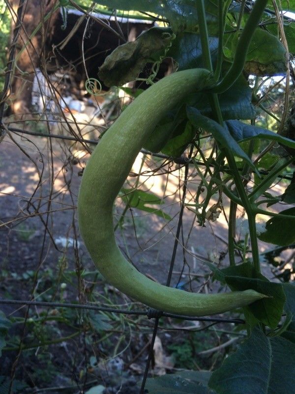 Trichosanthes cucumerina fruit