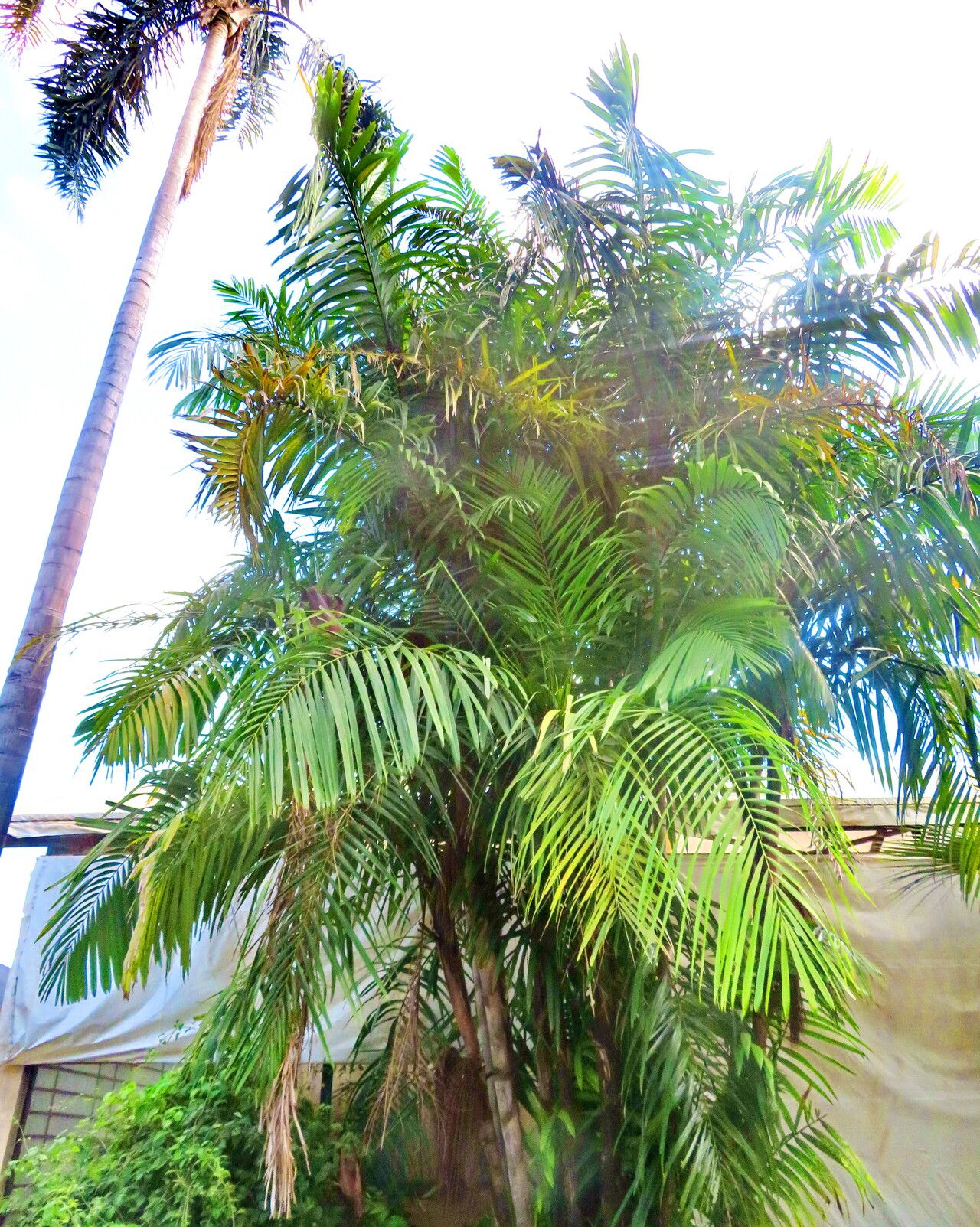 Oenocarpus mapora habit