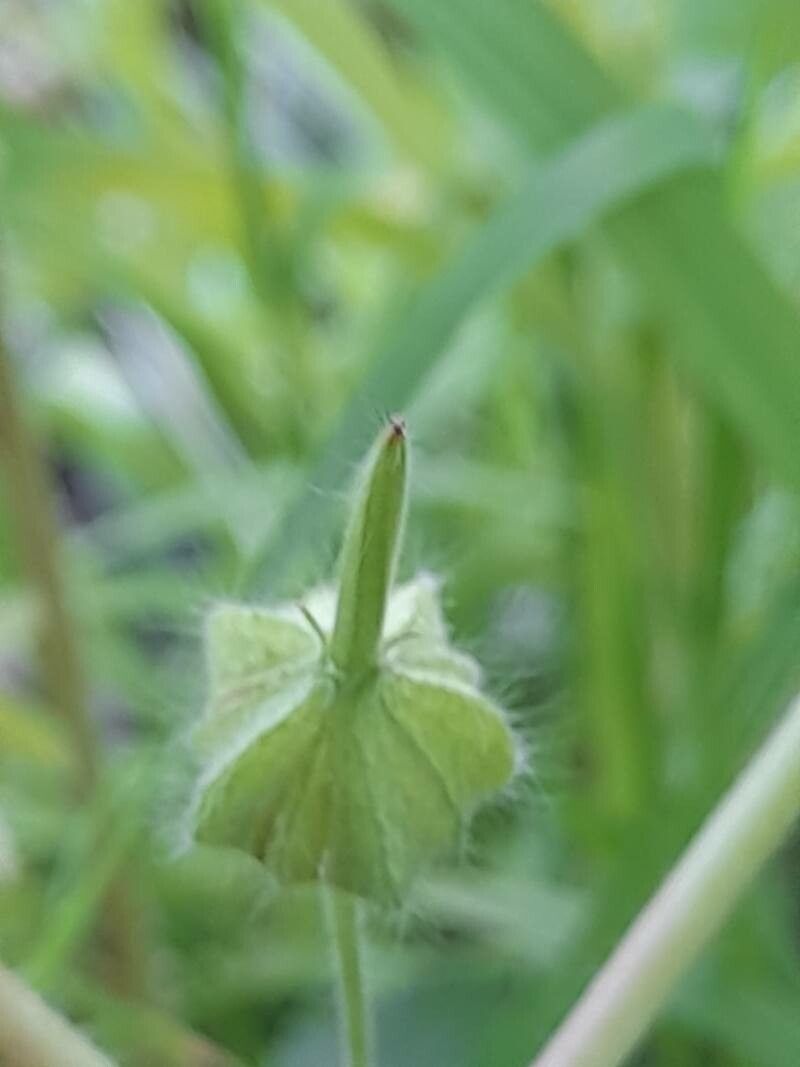 Geranium mascatense fruit