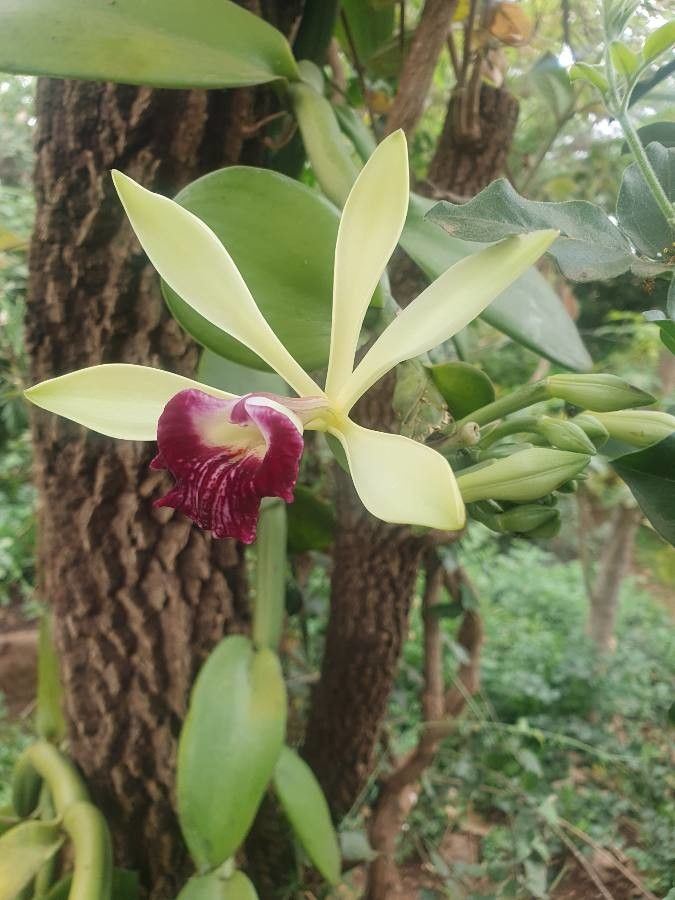 Vanilla polylepis flower