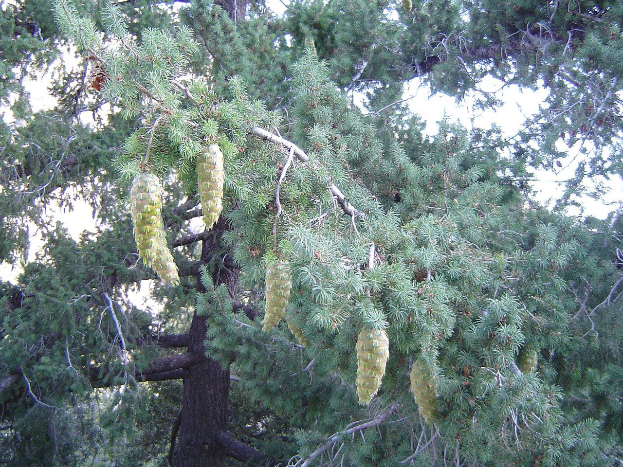 Pseudotsuga macrocarpa habit