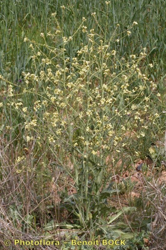 Sisymbrium crassifolium habit