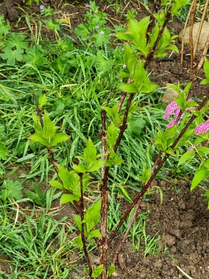 Weigela japonica leaf