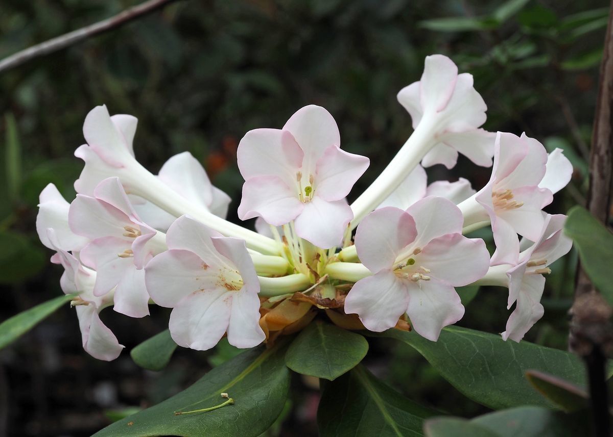Rhododendron pleianthum flower