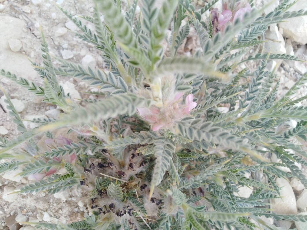 Astragalus gummifer — houseplant care guide