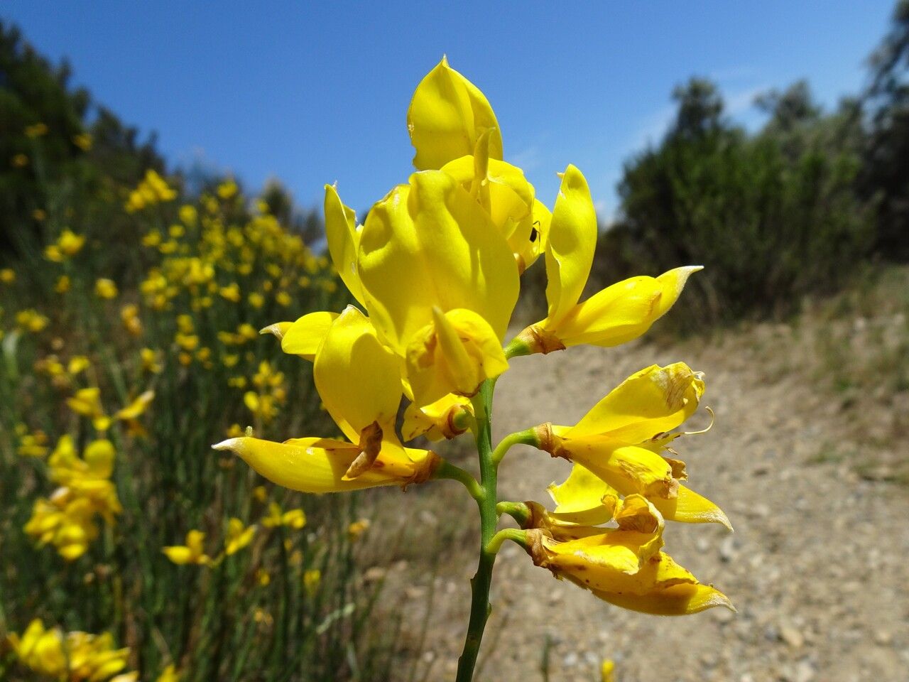 Spartium junceum flower